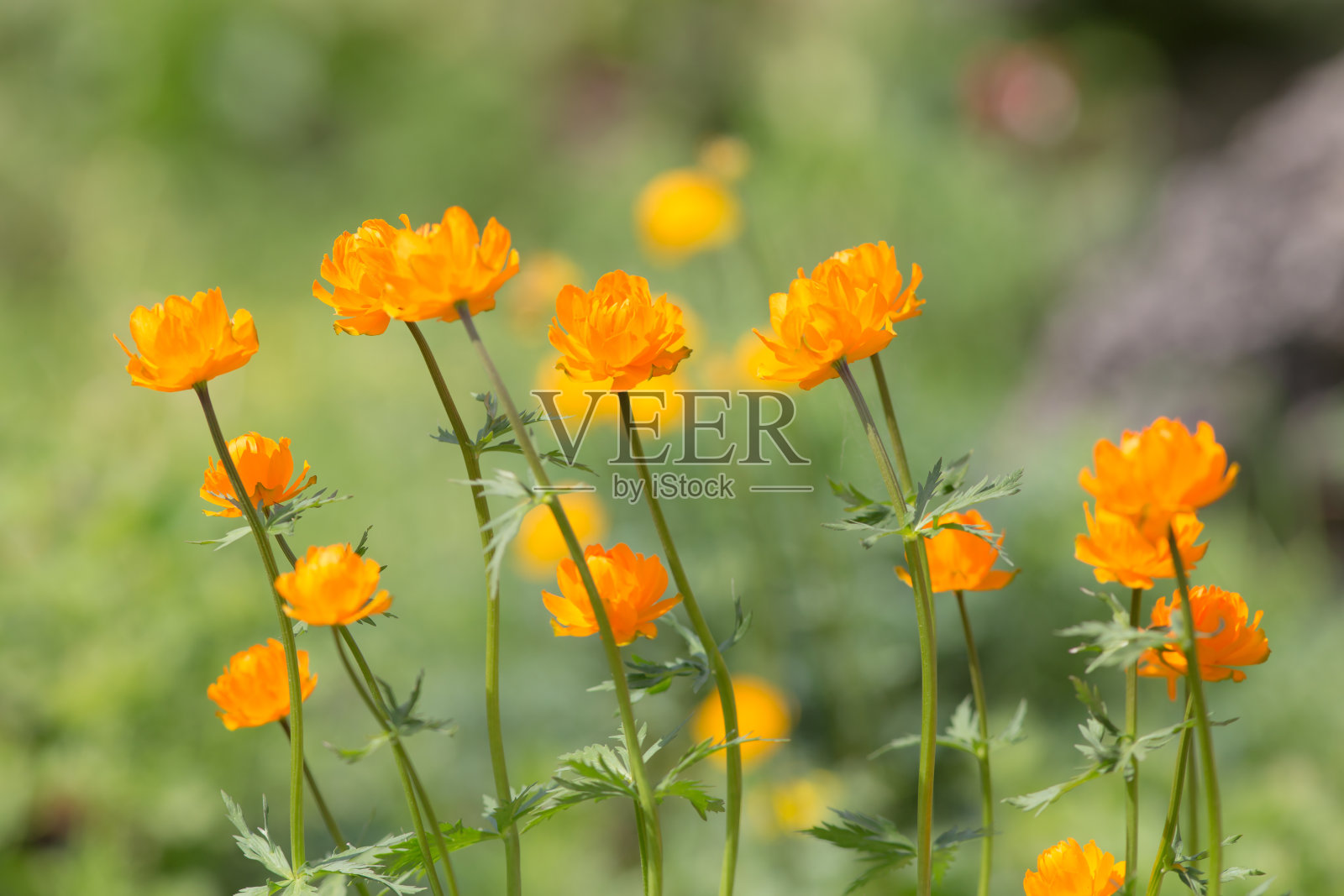 橘色花照片摄影图片