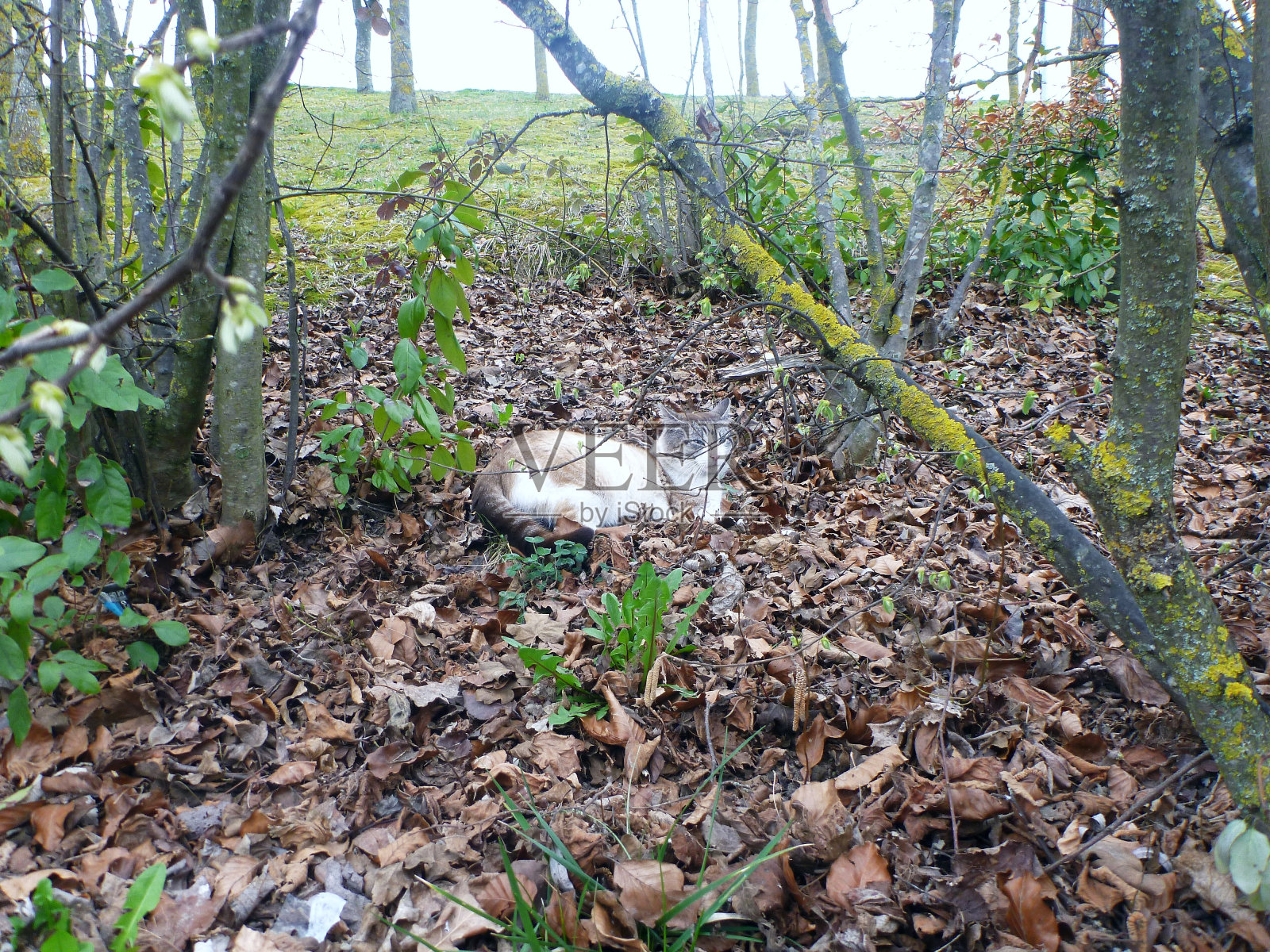 森林中的猫照片摄影图片