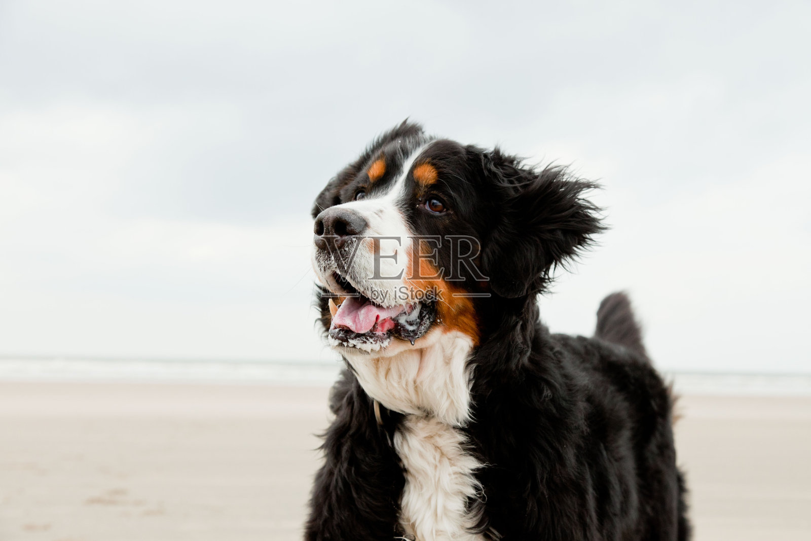 Happy berner sennen狗户外在海滩上奔跑。照片摄影图片