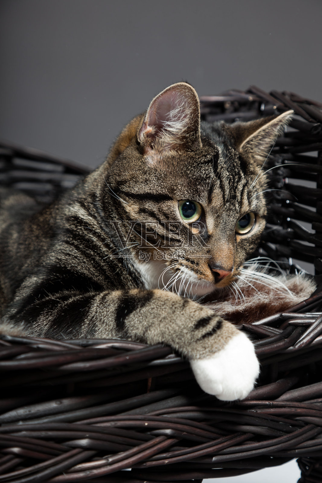 工作室肖像灰条纹猫与白色的胸部。照片摄影图片