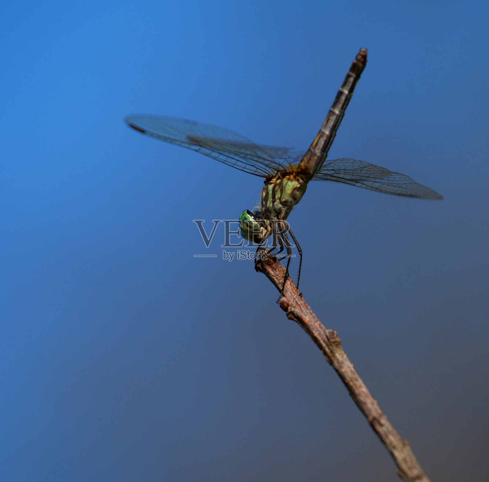 杀虫照片摄影图片