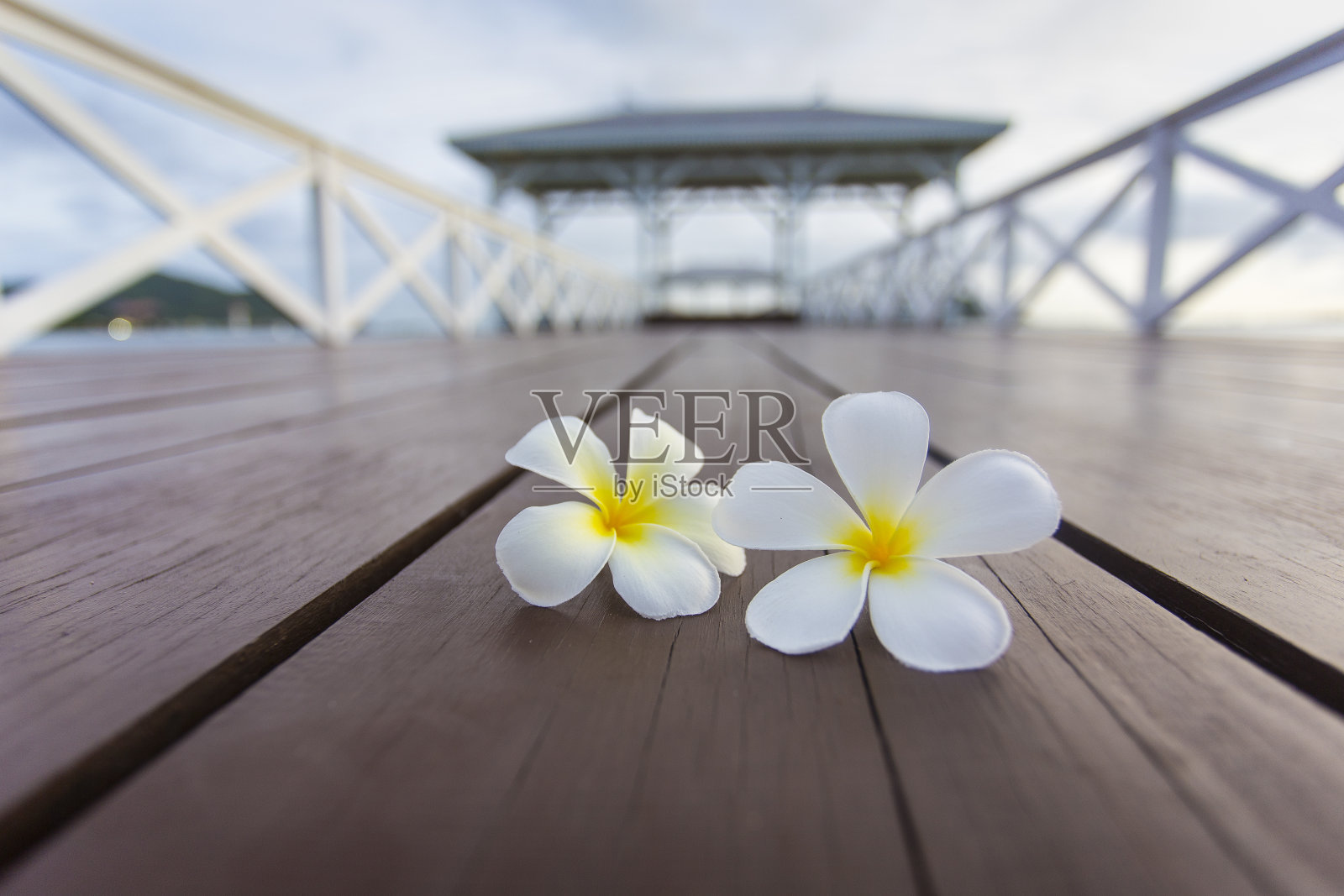 西昌岛木码头上的鸡蛋花照片摄影图片