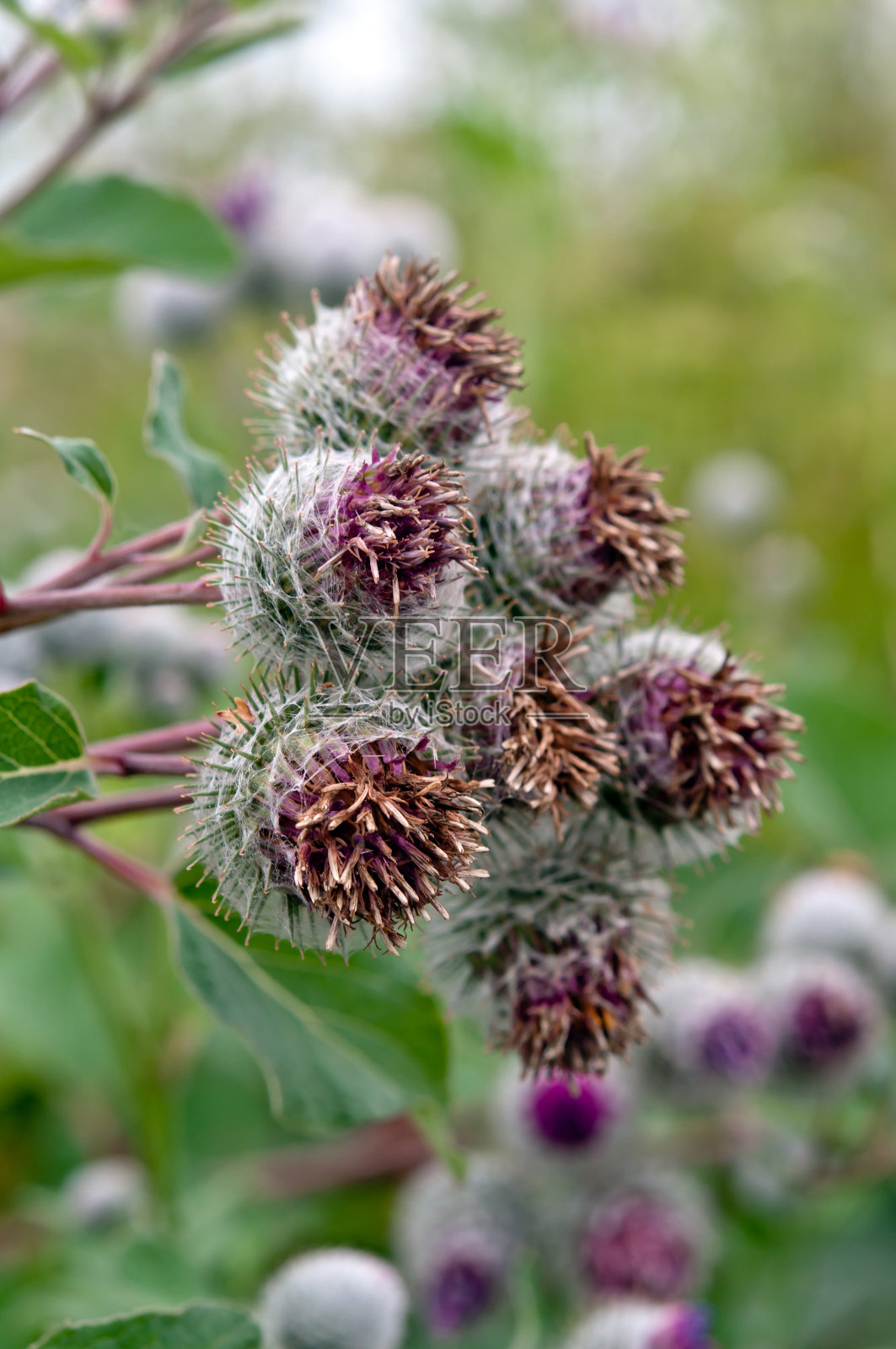 蒺藜增长照片摄影图片