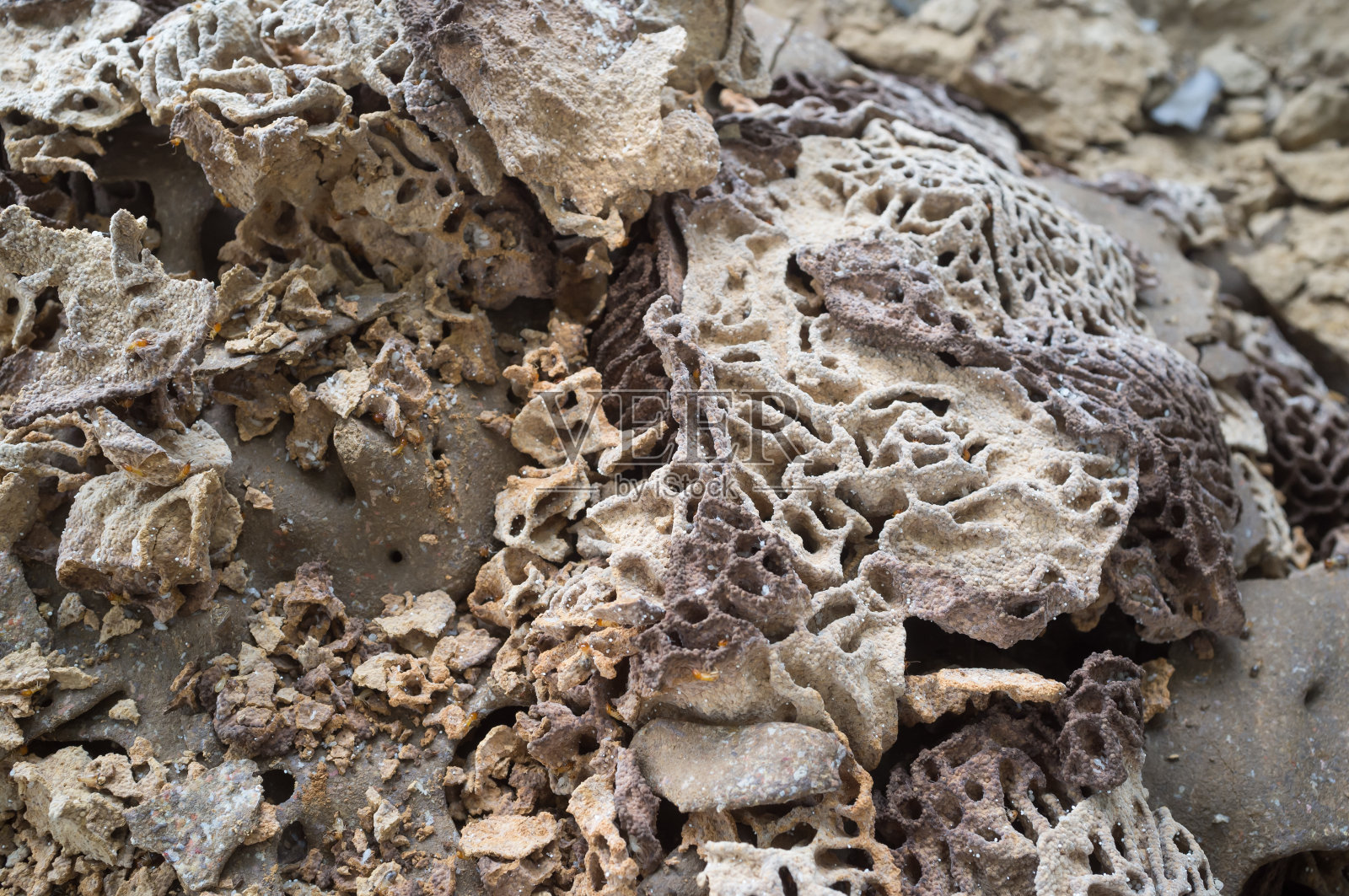 白蚁巢背景的特写。照片摄影图片