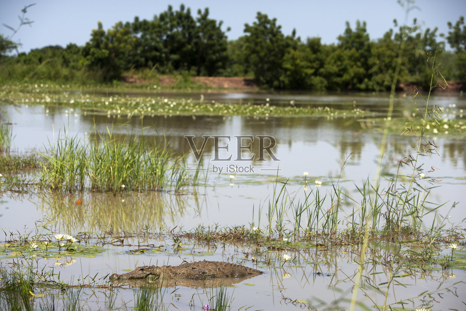鳄鱼在湖里照片摄影图片