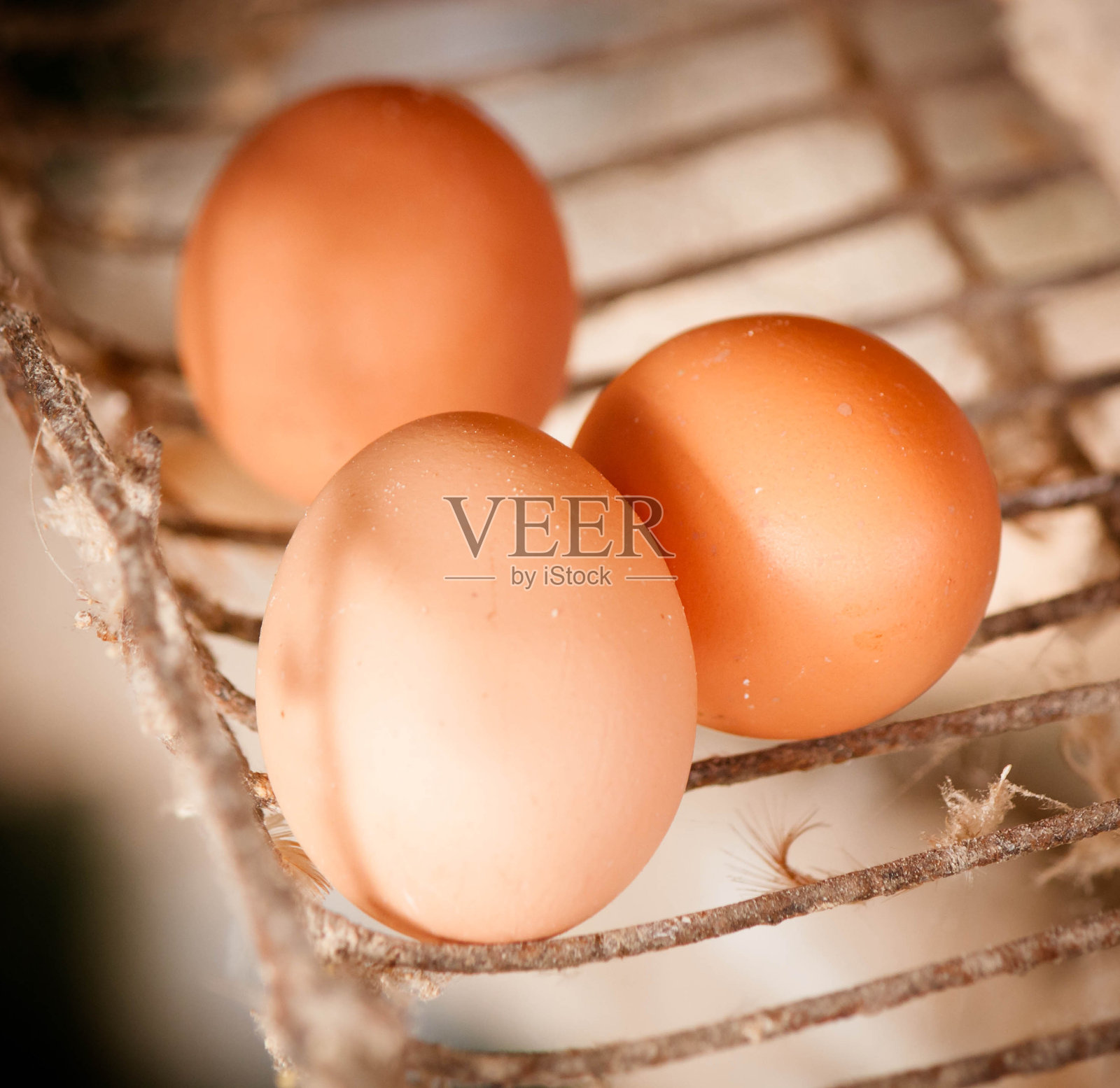 农场新鲜鸡蛋照片摄影图片