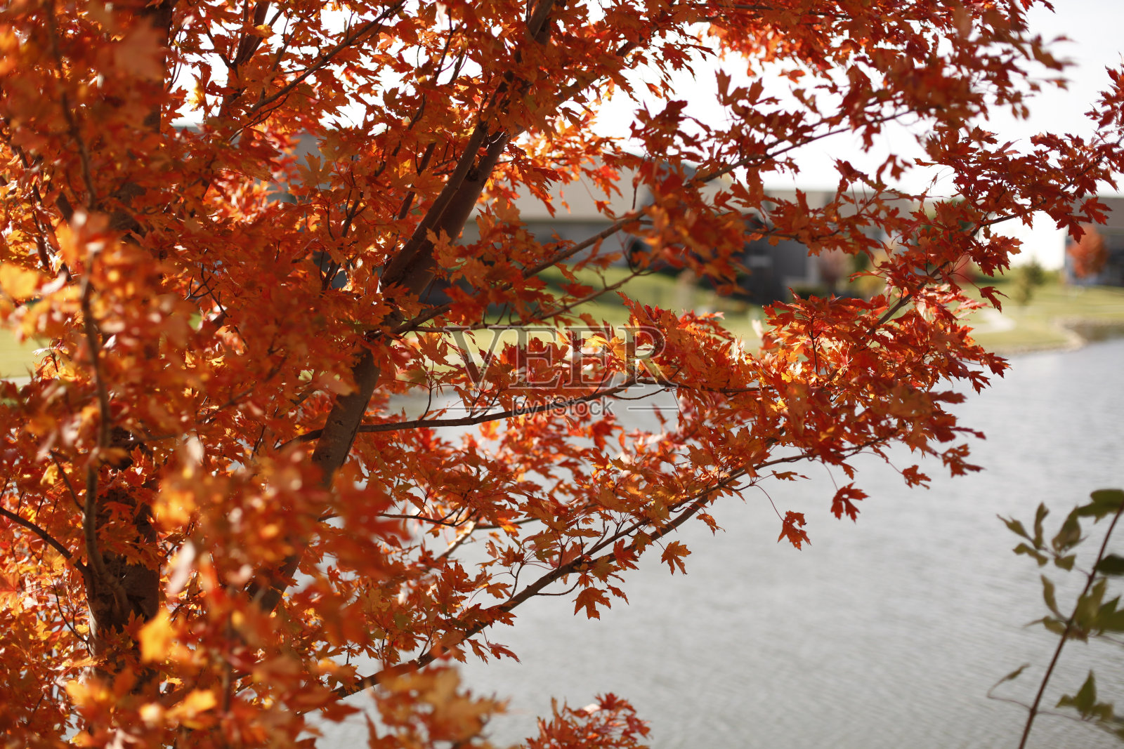 树上亮橙色的落叶照片摄影图片