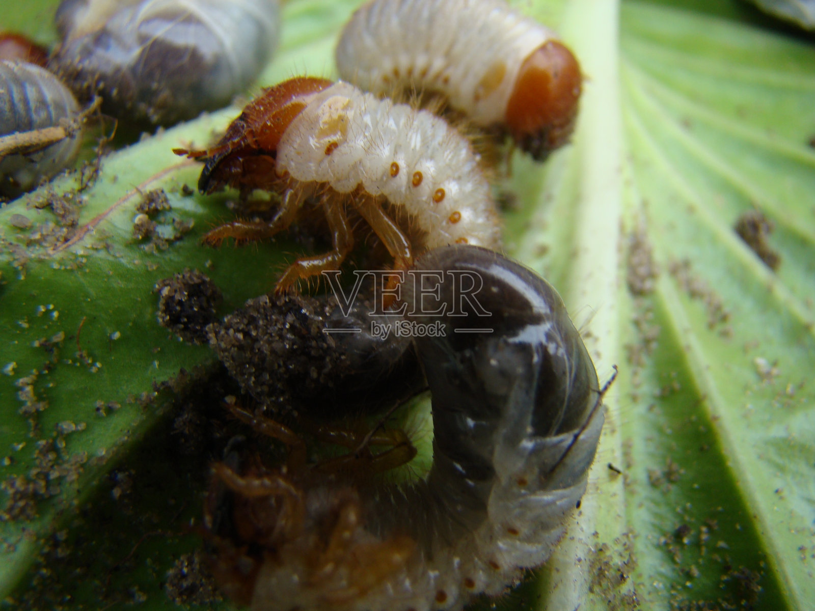 五月甲虫的幼虫照片摄影图片