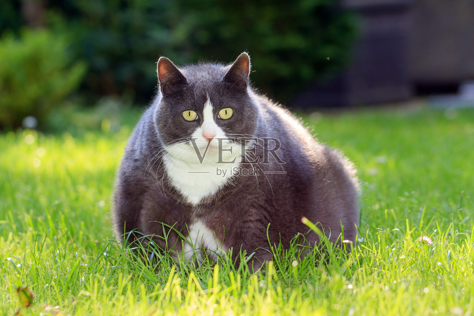 Obesicat在春天照片摄影图片