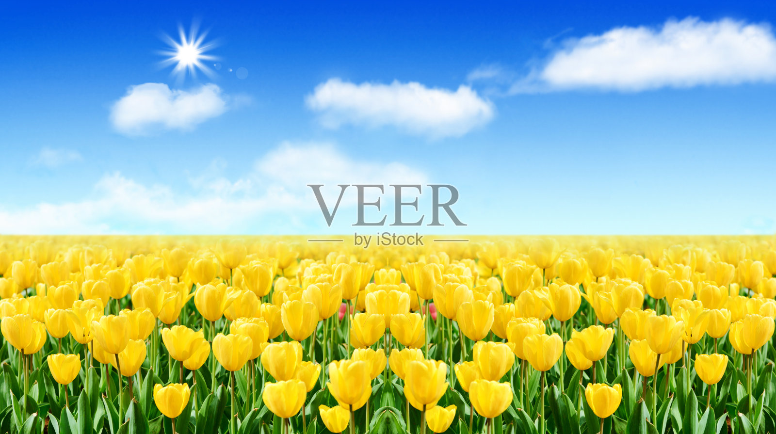 郁金香照片摄影图片