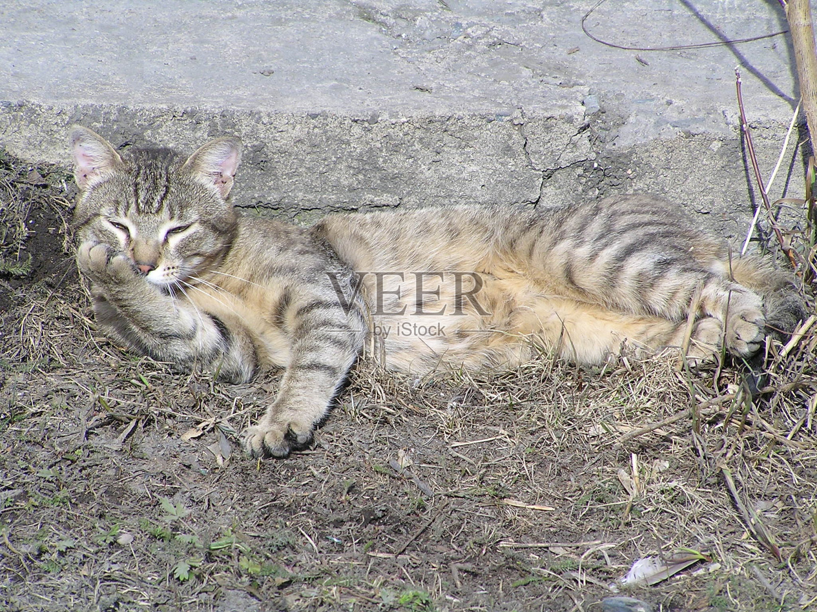 美丽的猫。照片摄影图片