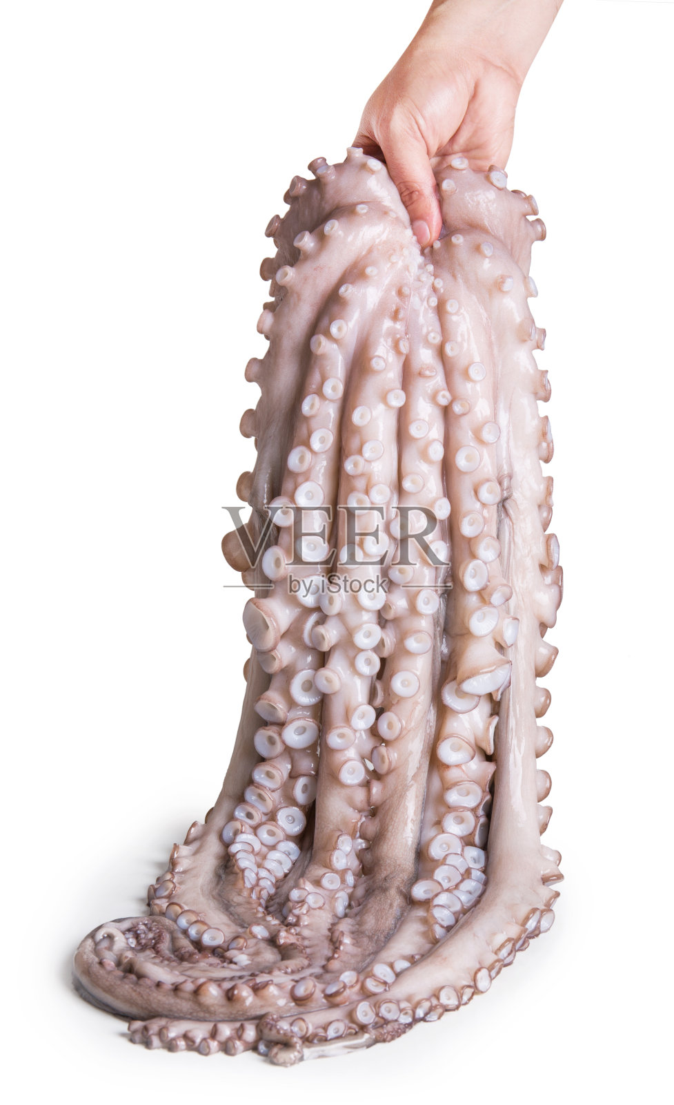 章鱼照片摄影图片