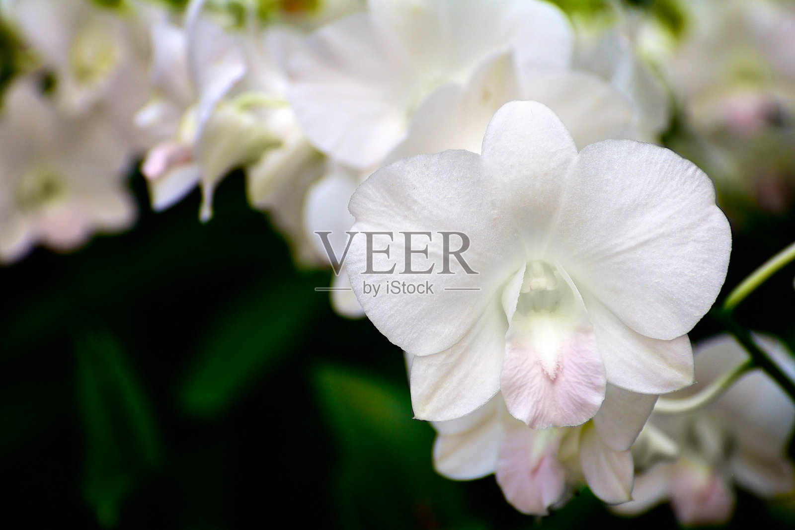 精致的白色和粉红色兰花照片摄影图片