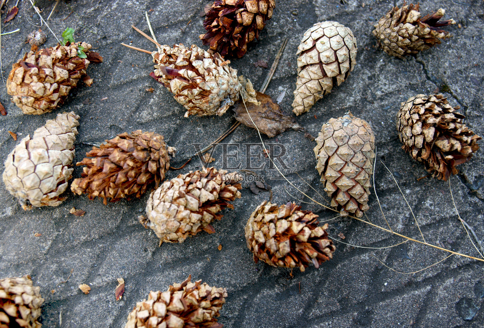 柏油路上的松果照片摄影图片