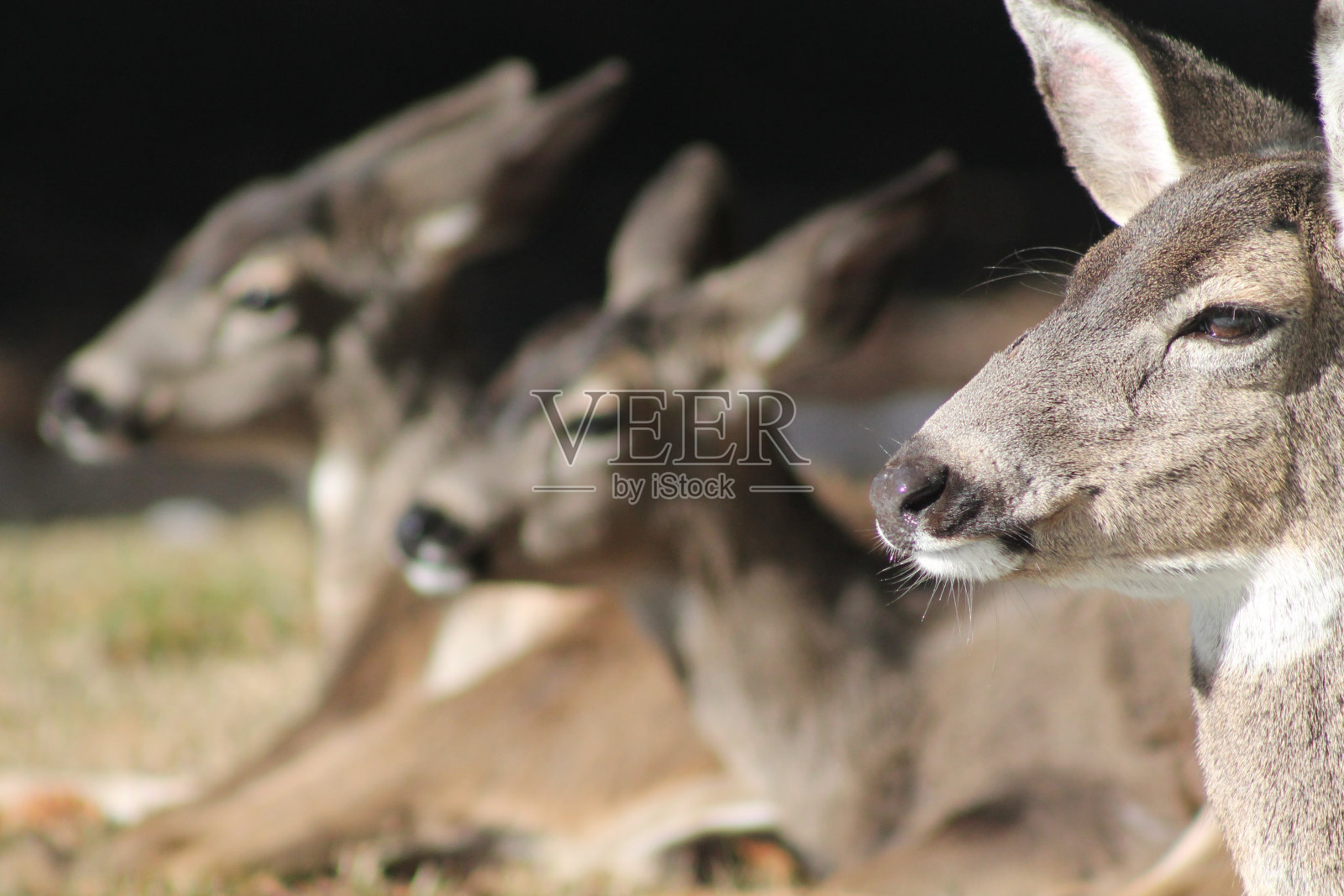 鹿照片摄影图片