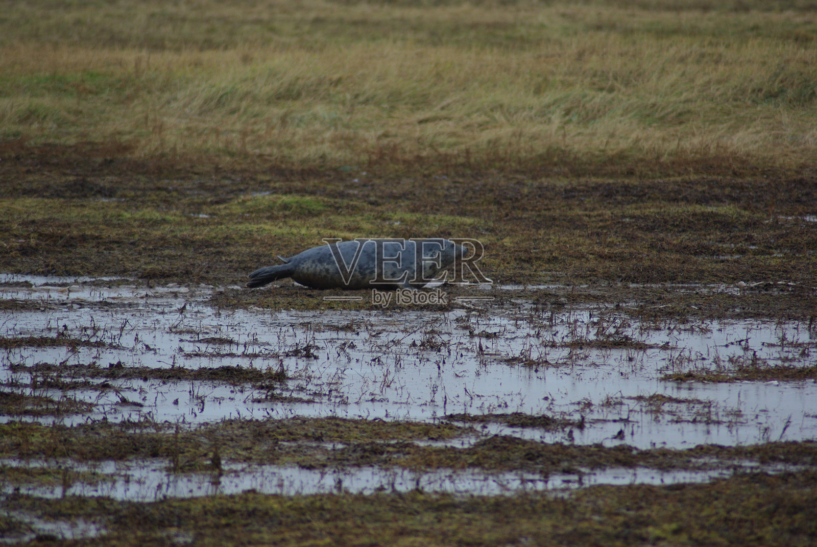 唐娜·Nook的封印照片摄影图片