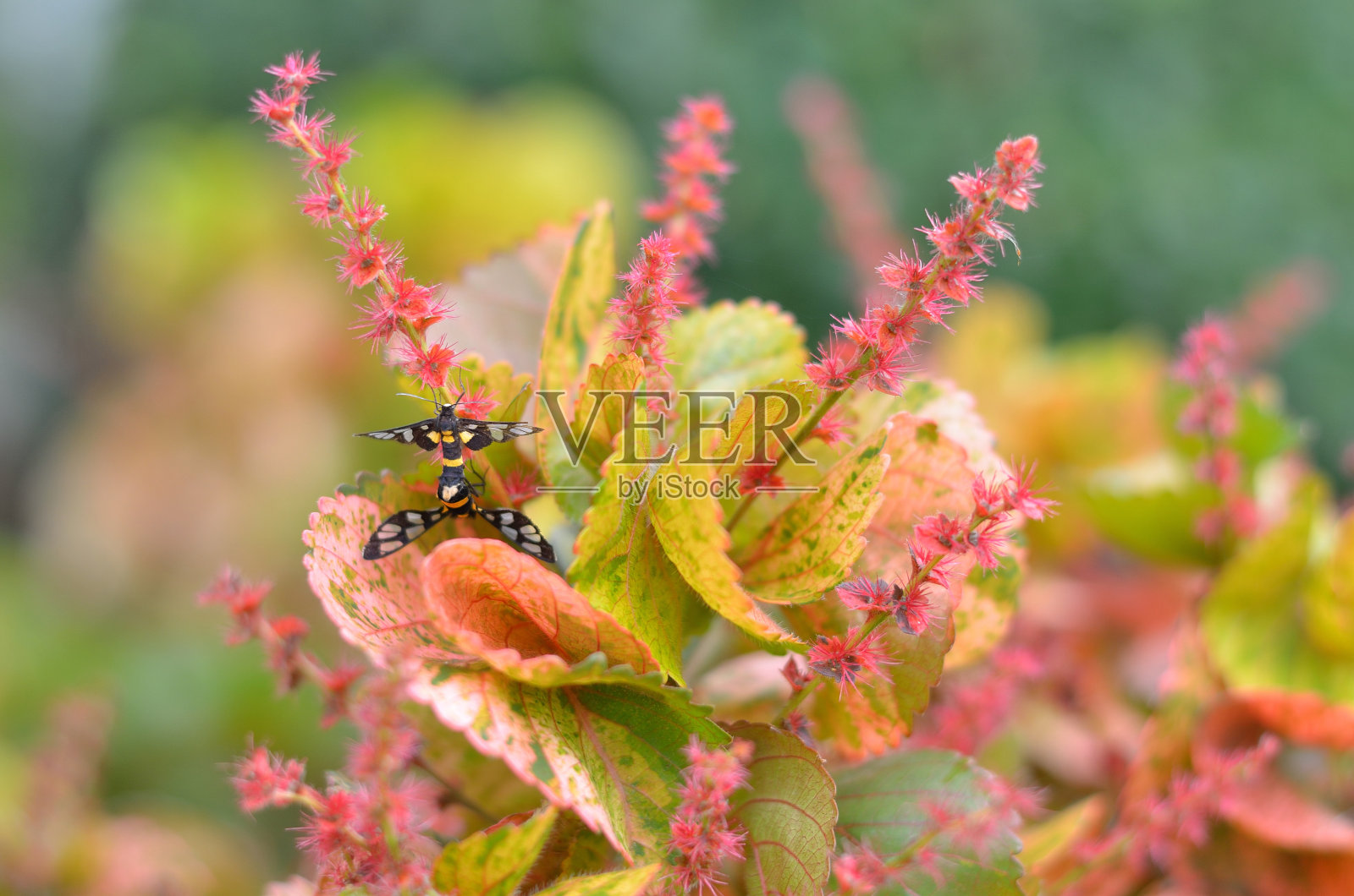 饲养蝴蝶照片摄影图片