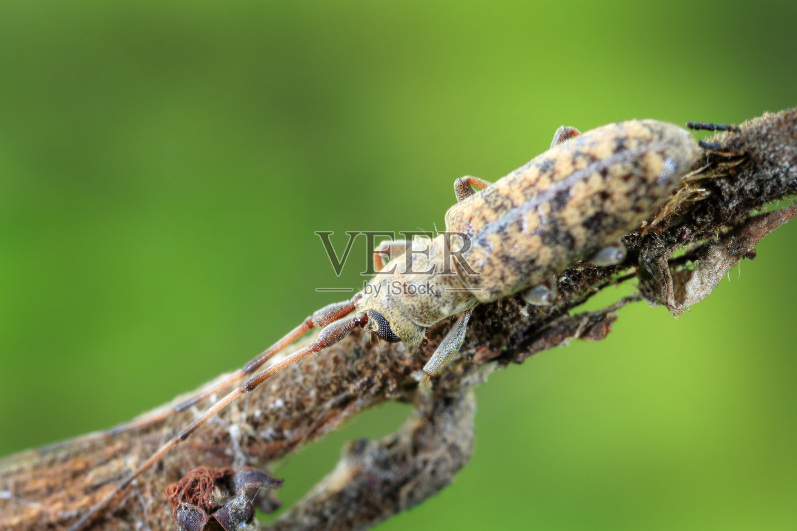 摩羯座甲虫照片摄影图片