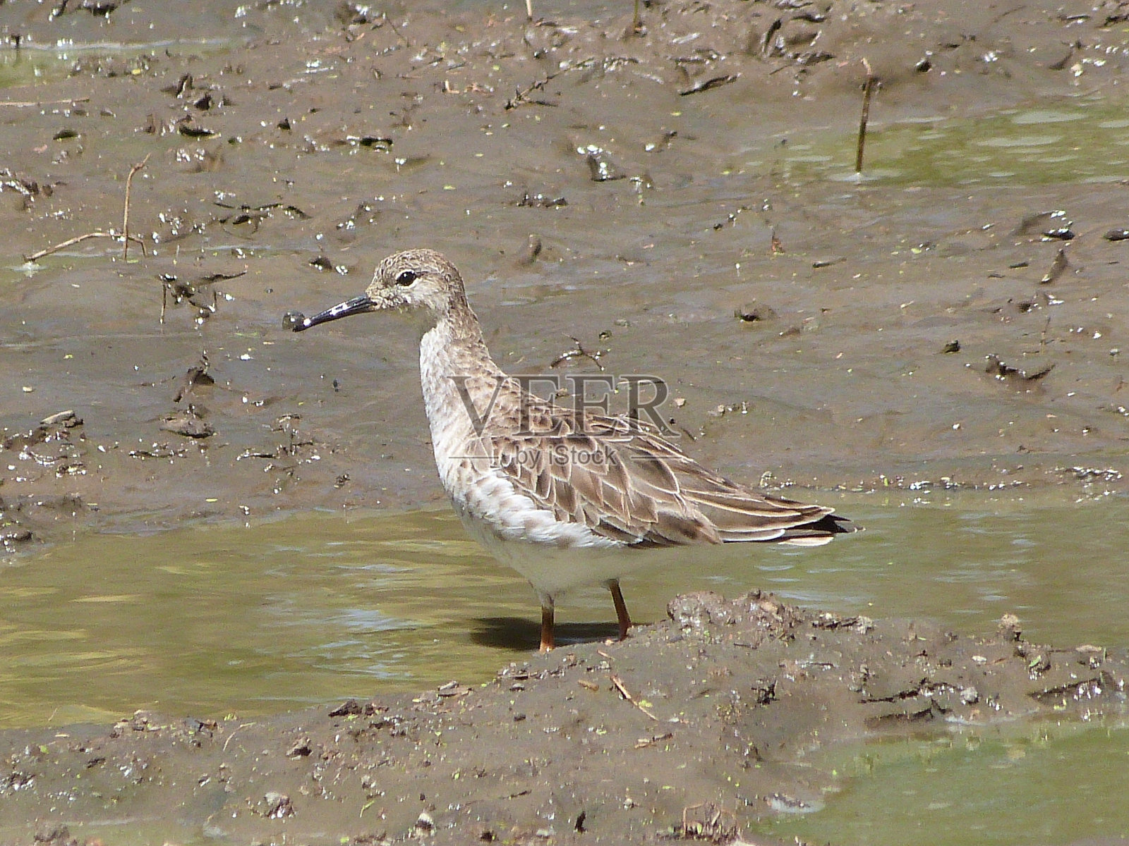 拉夫非洲鸟照片摄影图片