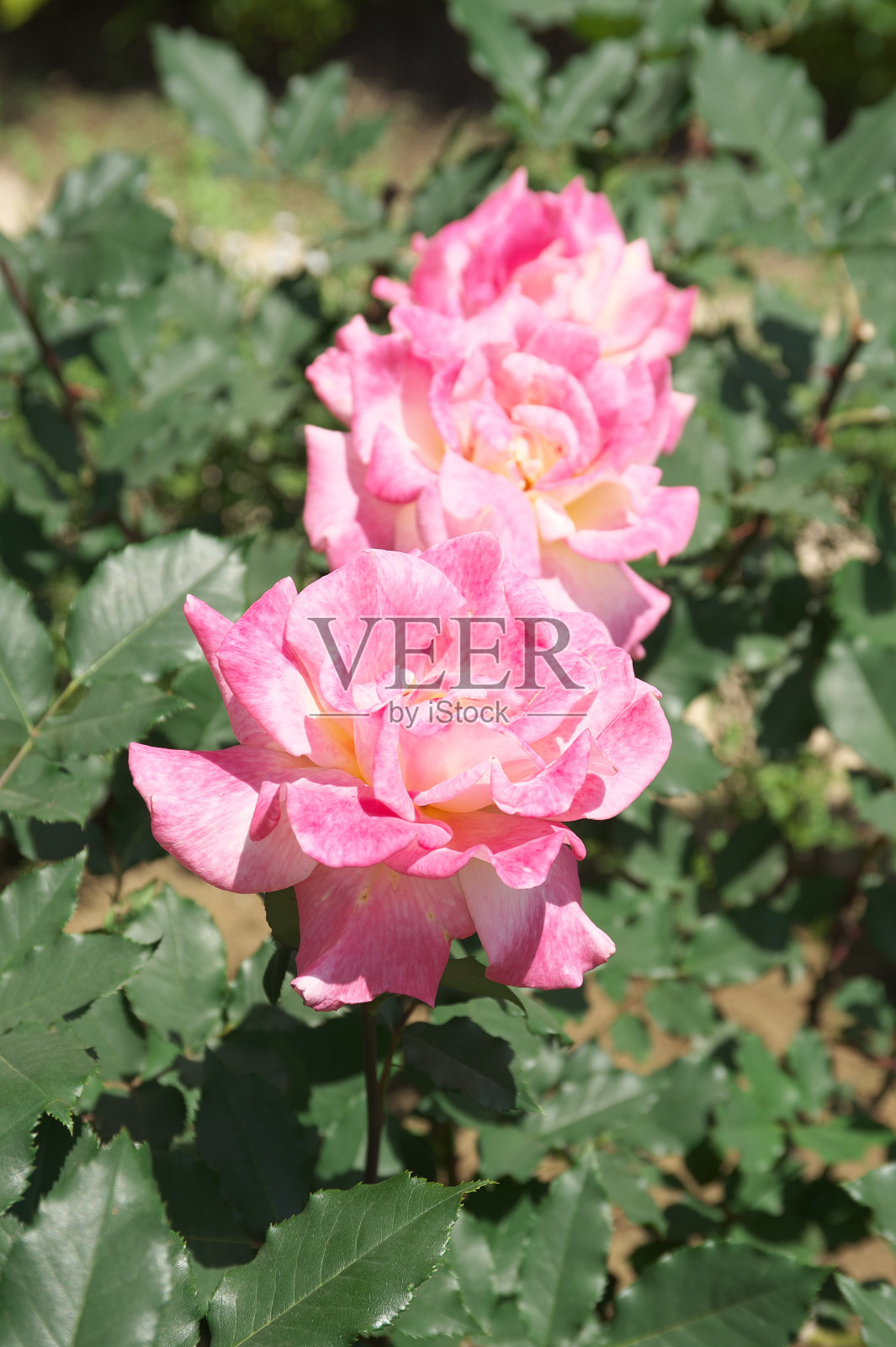 花照片摄影图片