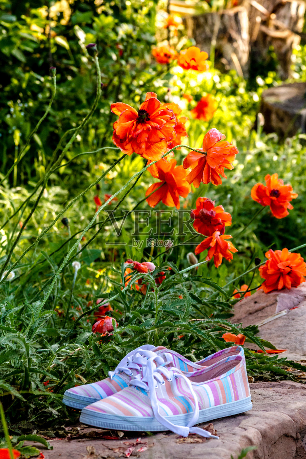 丰富多彩的园艺工具在花园照片摄影图片