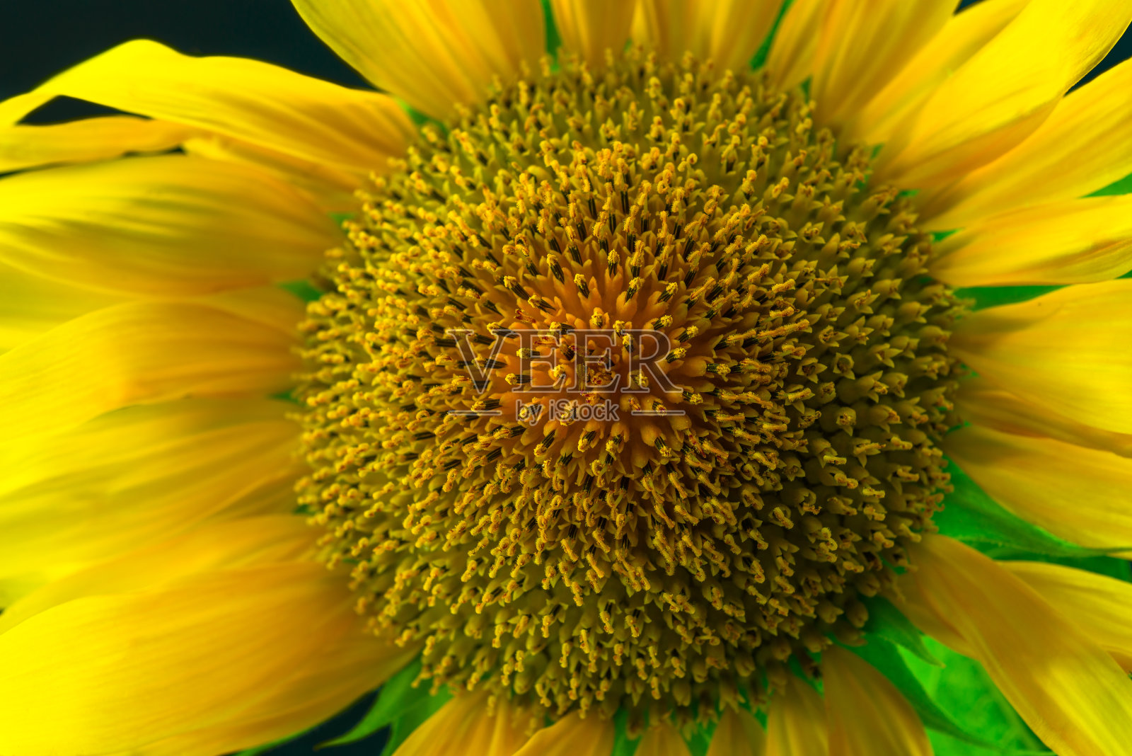 向日葵с失去了。照片摄影图片