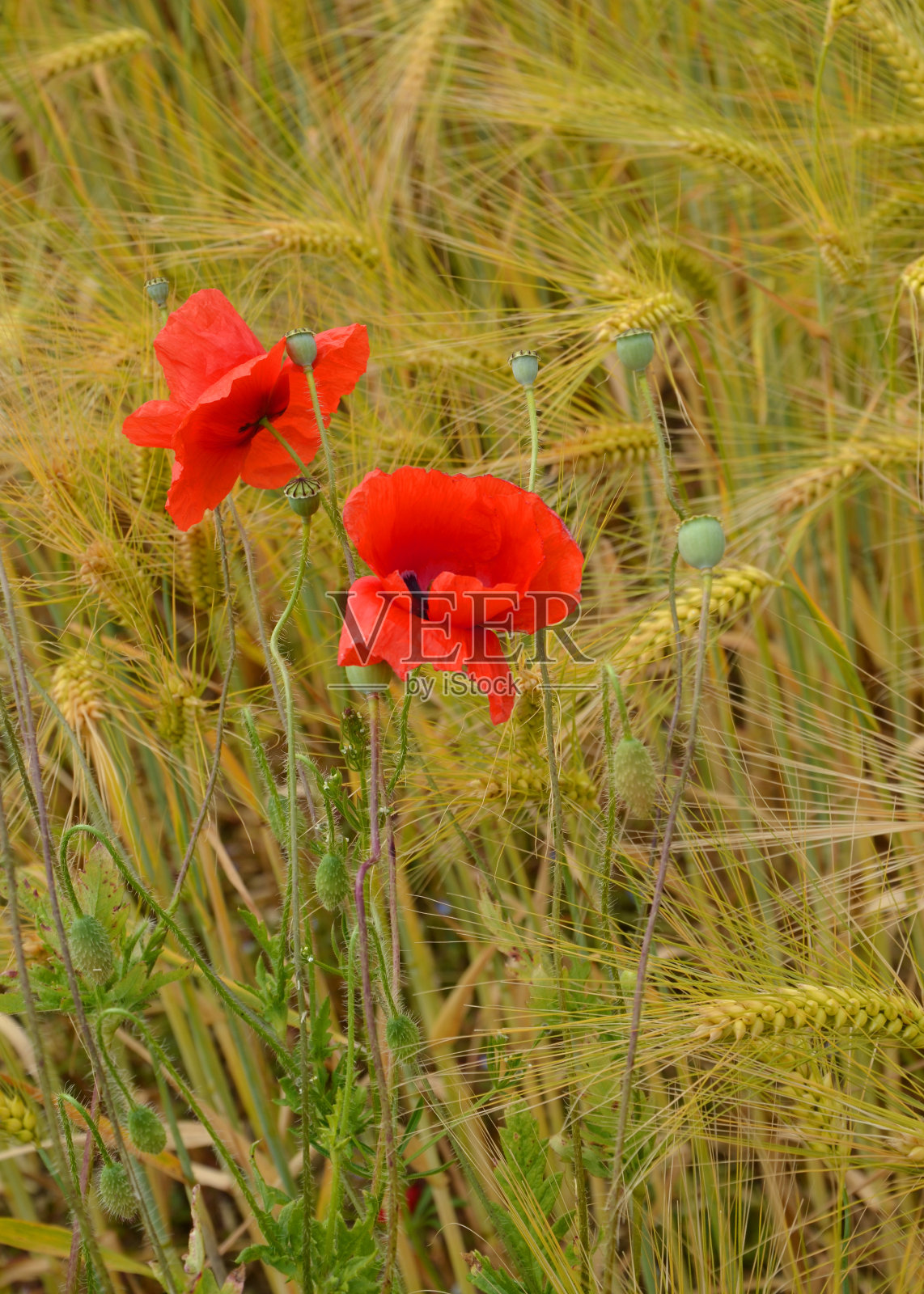 现场红罂粟花特写照片摄影图片