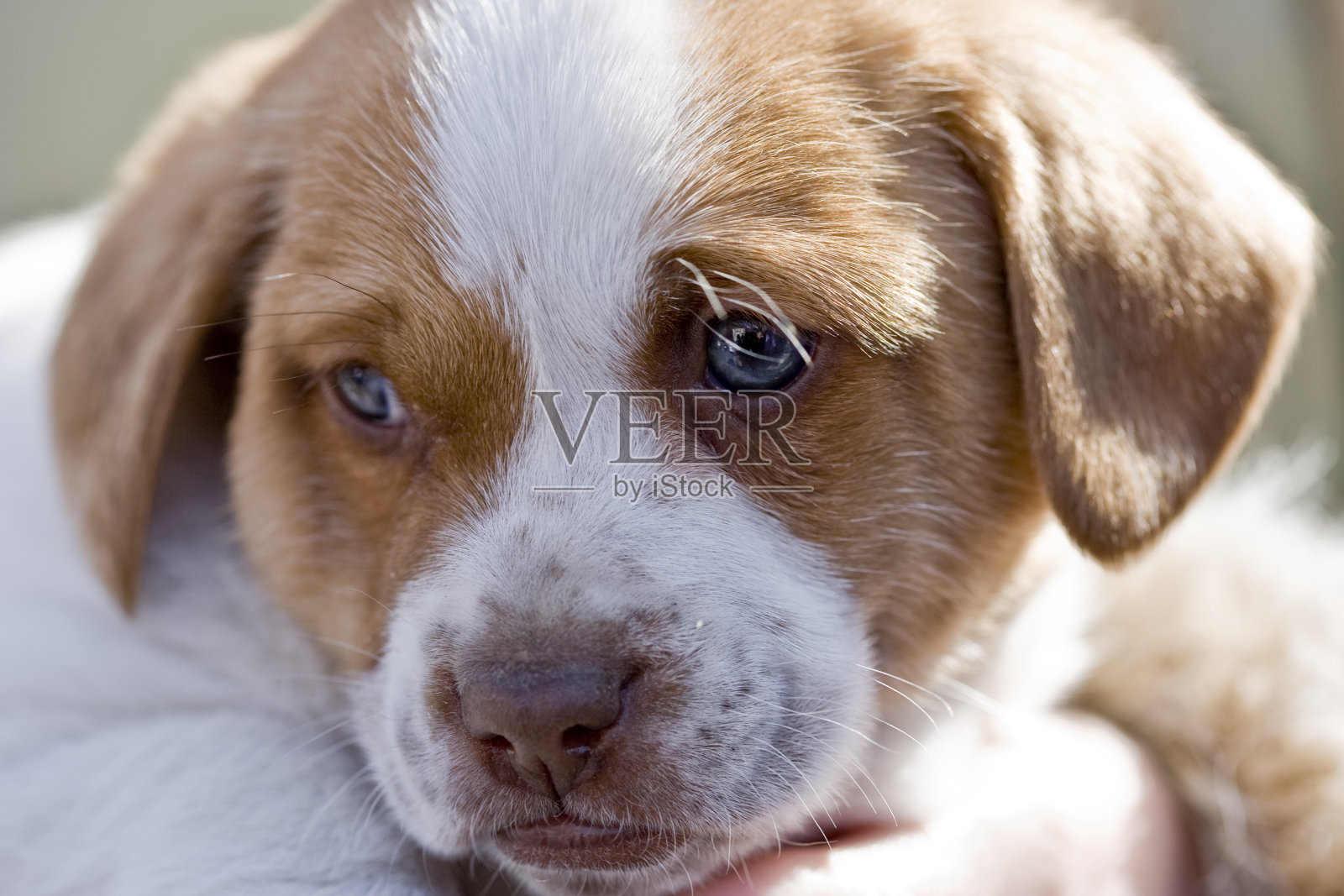 小狗照片摄影图片