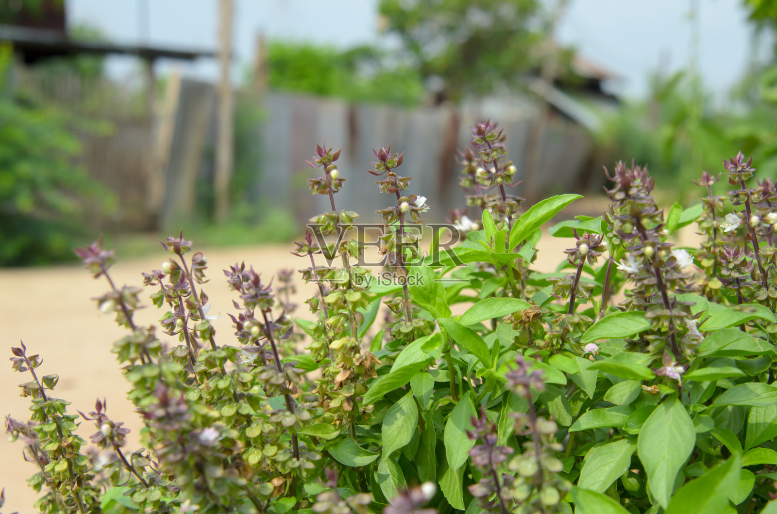 奥西姆 · 巴西里库姆 · 林恩照片摄影图片