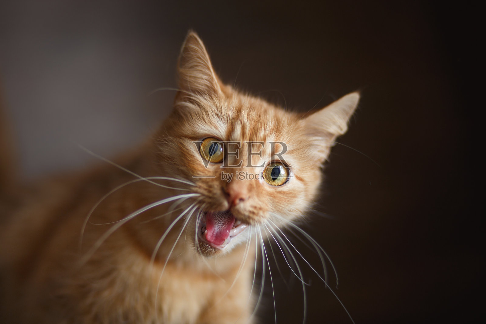 毛茸茸的姜黄色猫的肖像与大的白色胡须照片摄影图片