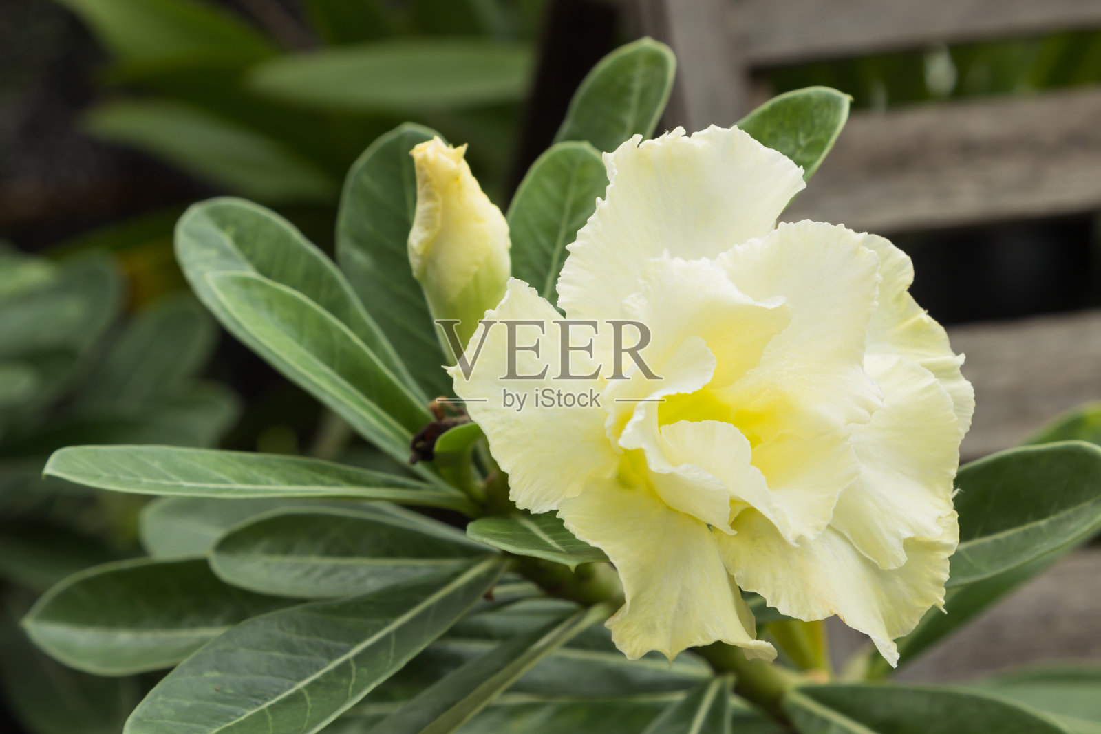 黑斑羚莉莉照片摄影图片