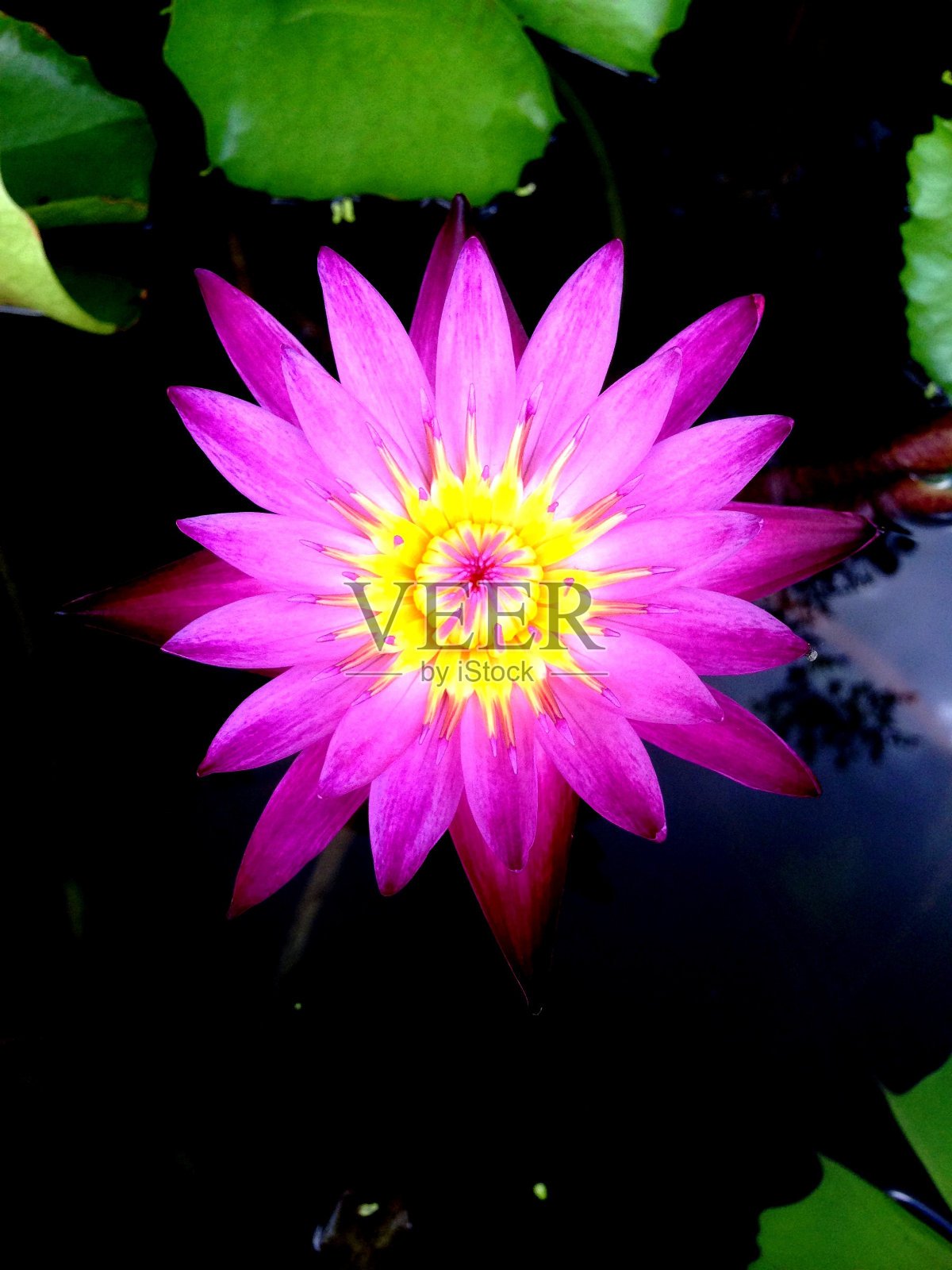 睡莲花照片摄影图片