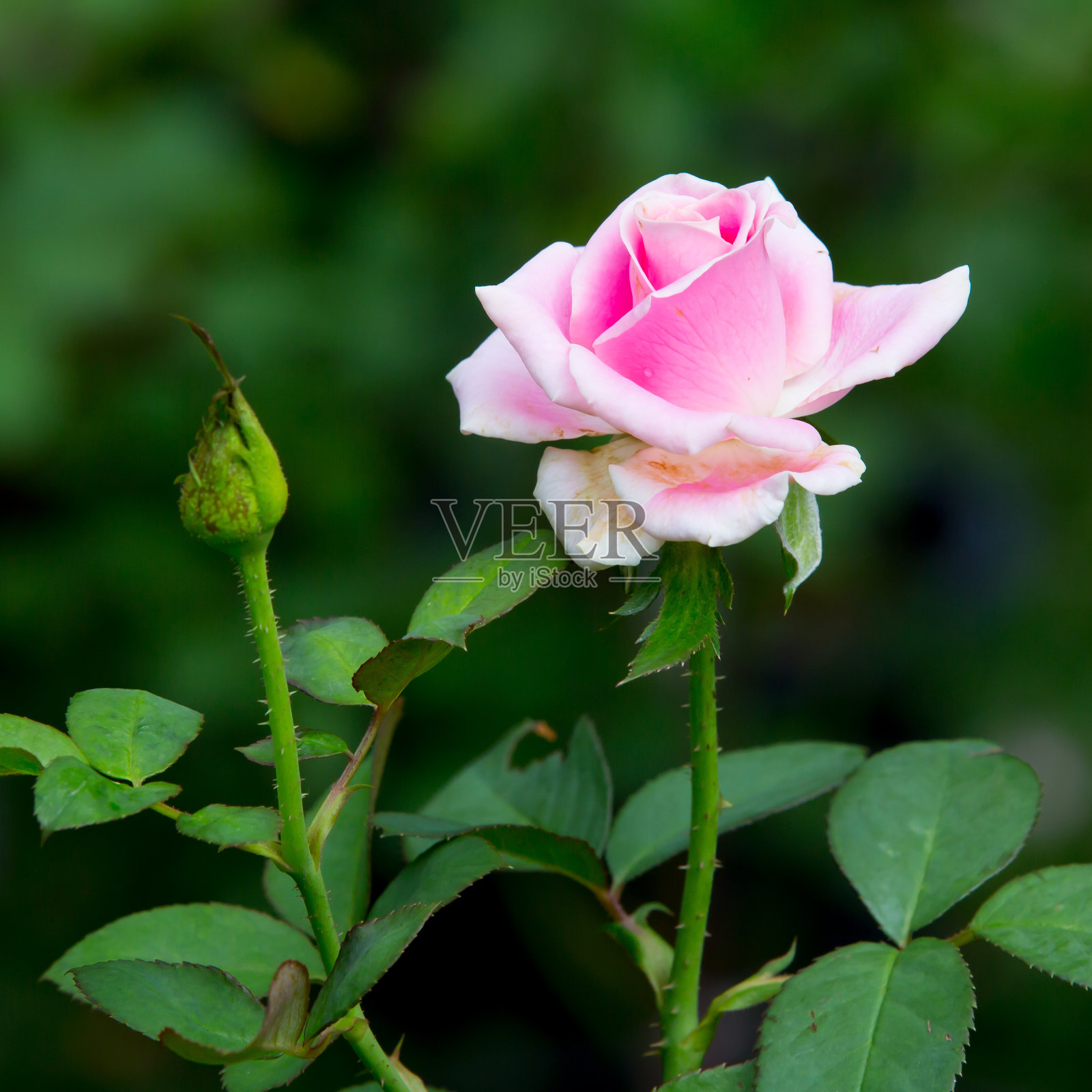 美丽的粉红色玫瑰在花园里照片摄影图片