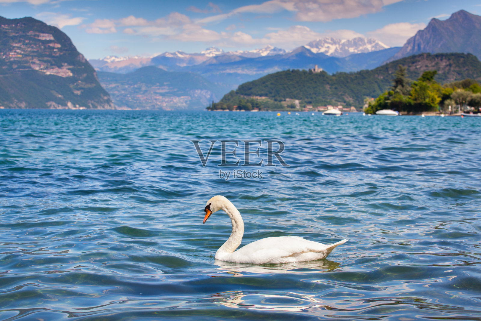 伊塞奥湖上的白天鹅照片摄影图片