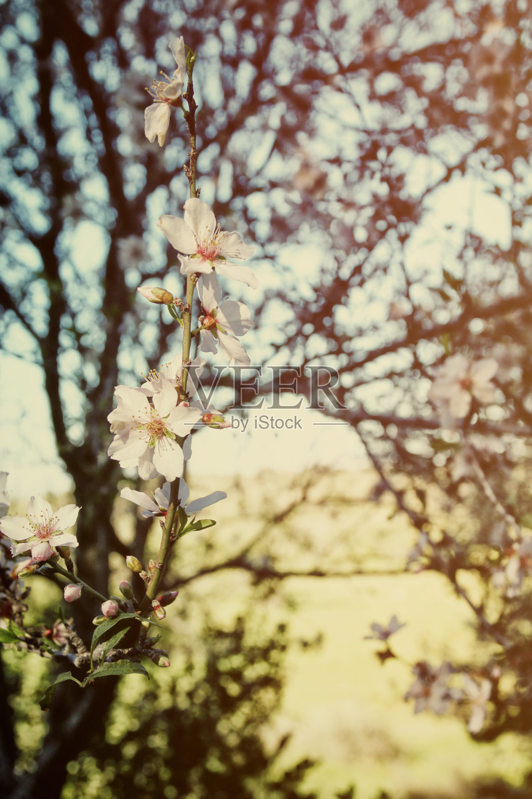 春天的背景是一棵白色的樱花树照片摄影图片