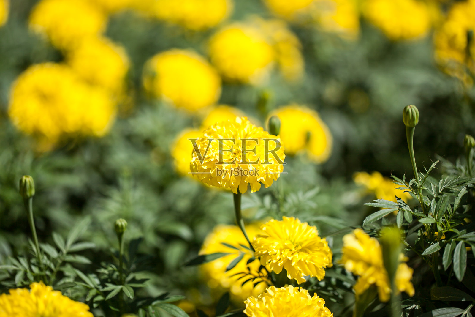 万寿菊鲜花照片摄影图片