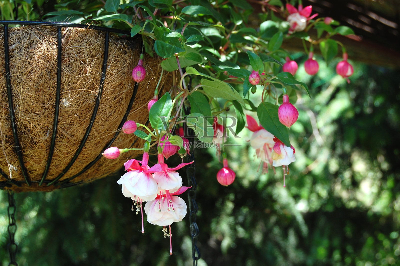 樱红色照片摄影图片