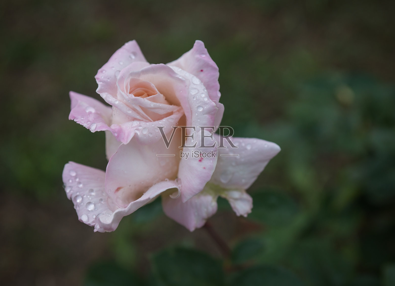 白玫瑰照片摄影图片