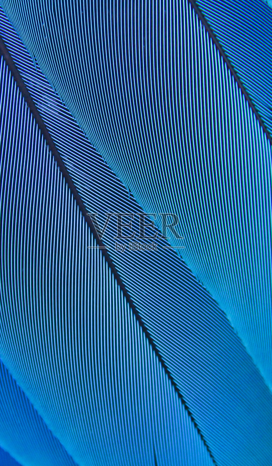 蓝色的金刚鹦鹉羽毛照片摄影图片