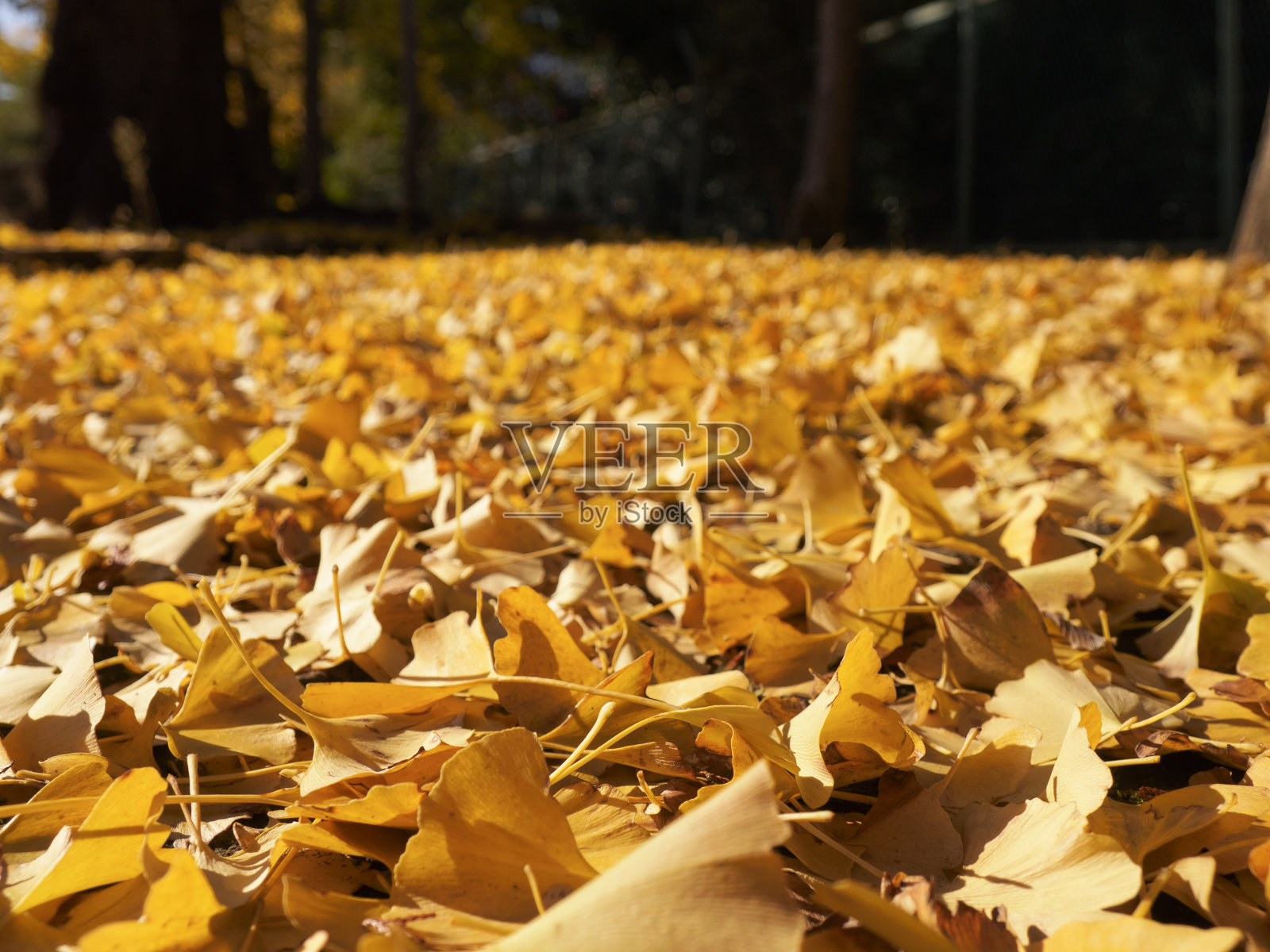银杏落叶照片摄影图片