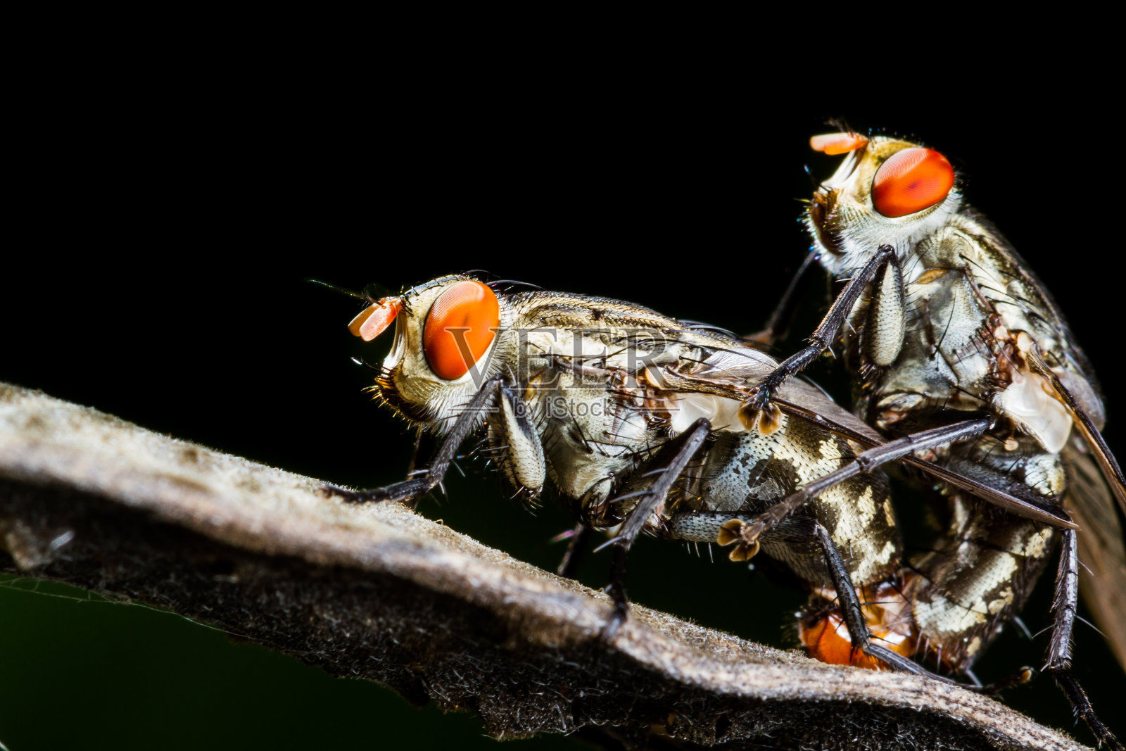 果蝇交配照片摄影图片