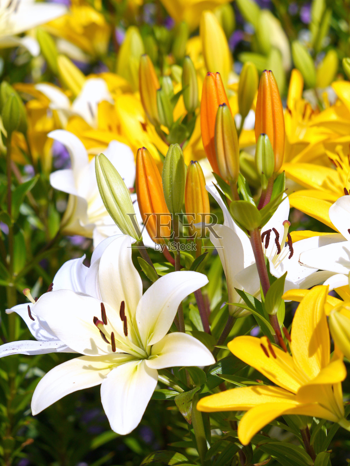 阳光下的百合照片摄影图片