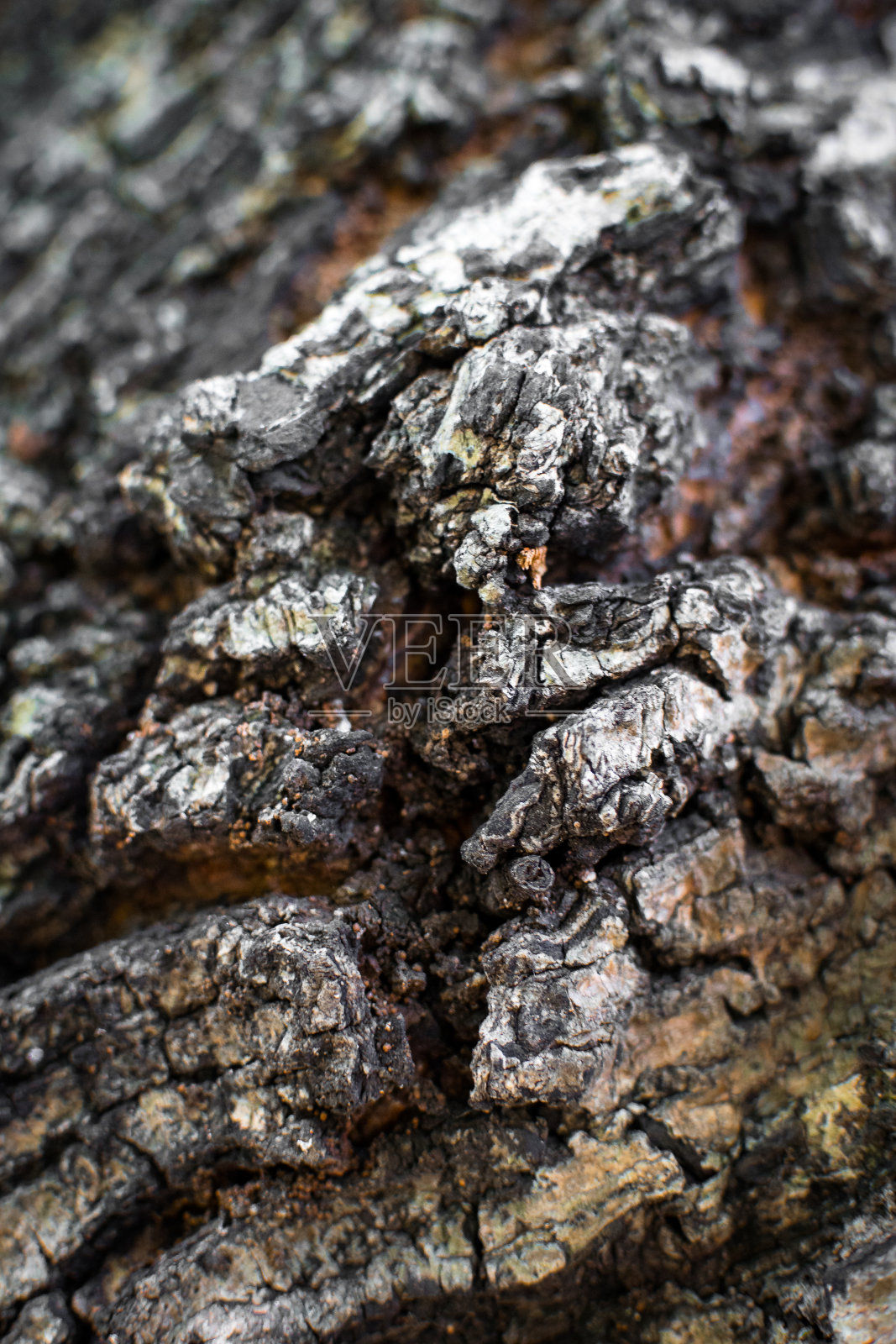 表面裂缝的树照片摄影图片