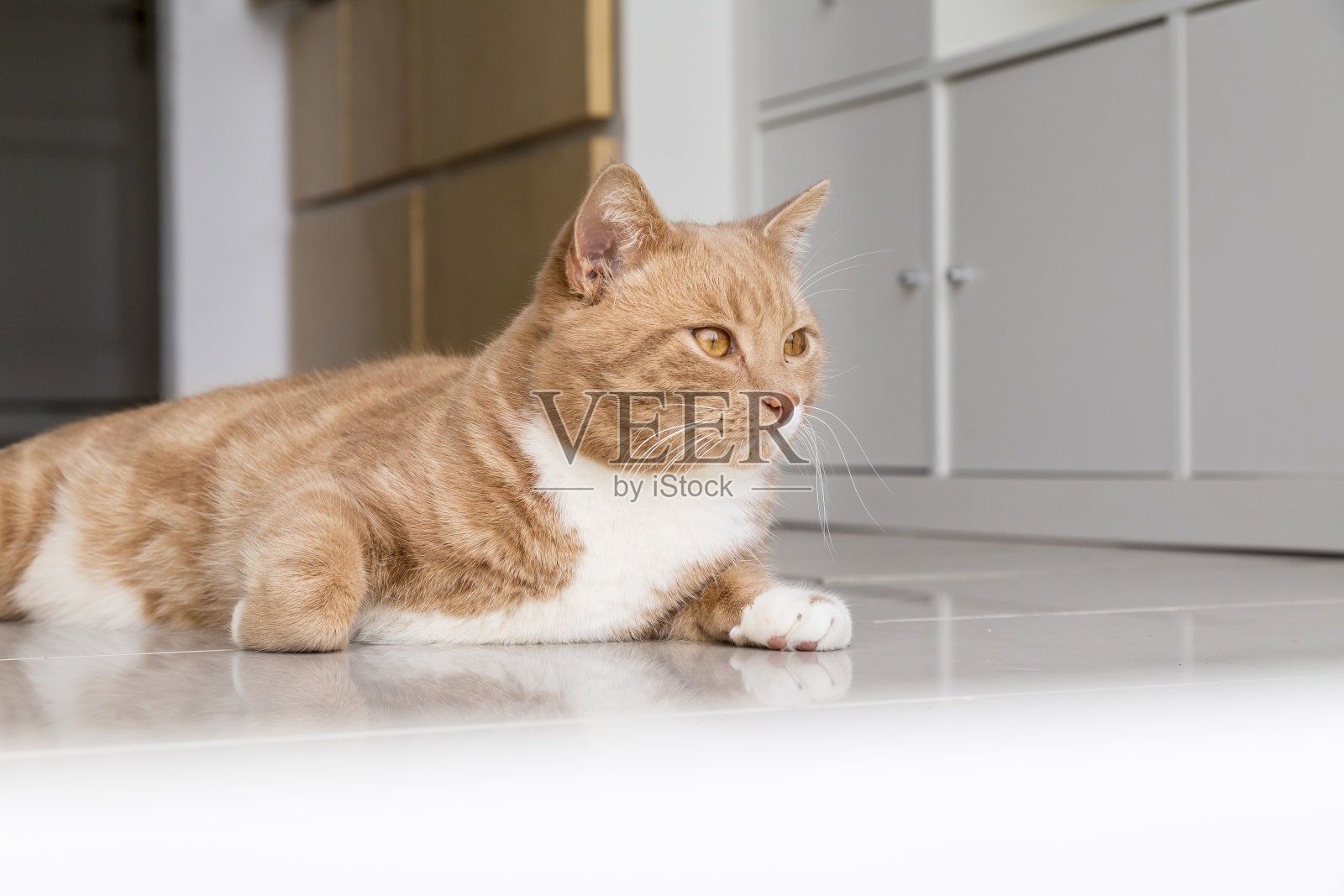 姜猫在家里放松照片摄影图片