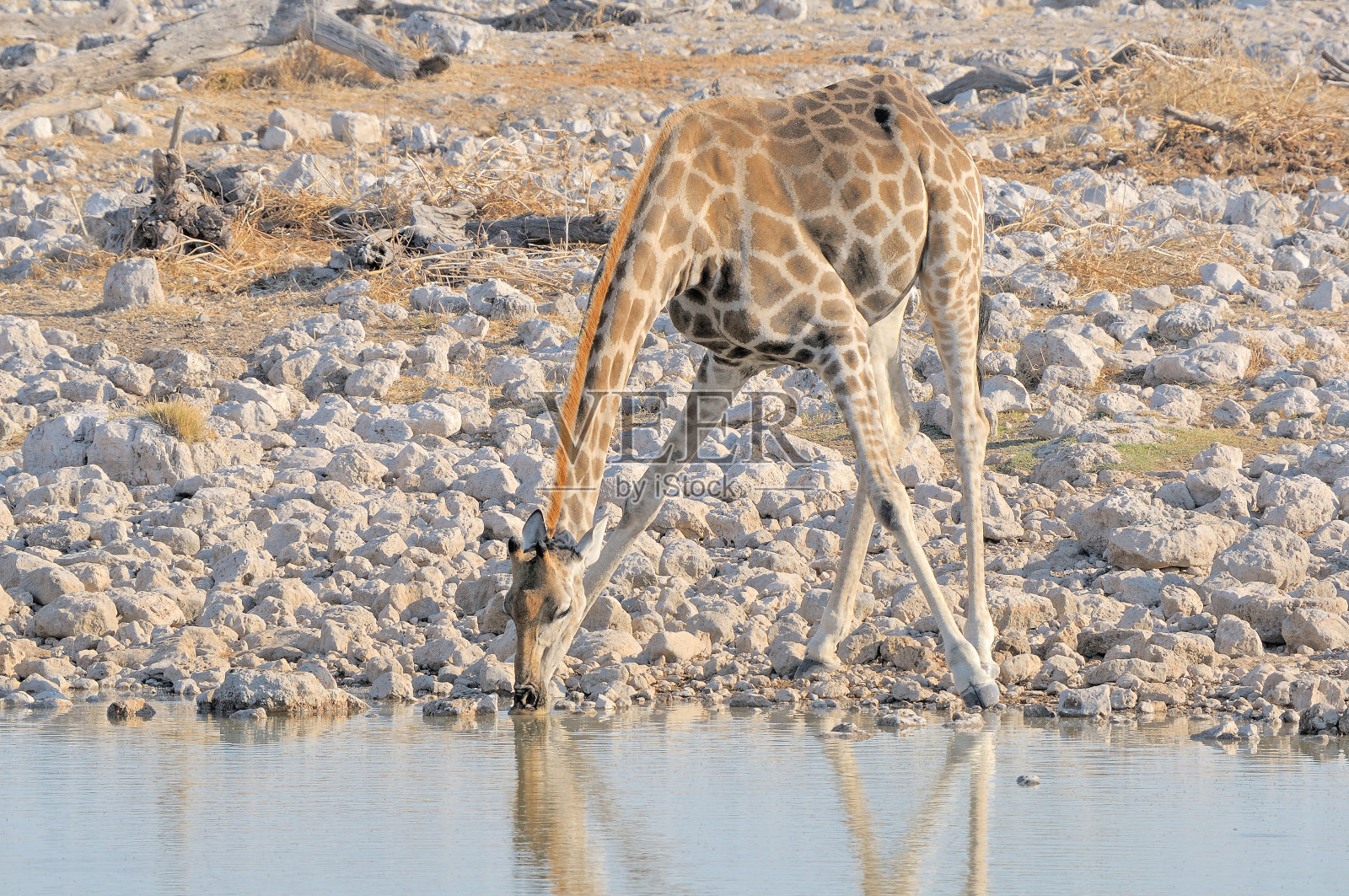 长颈鹿饮水照片摄影图片
