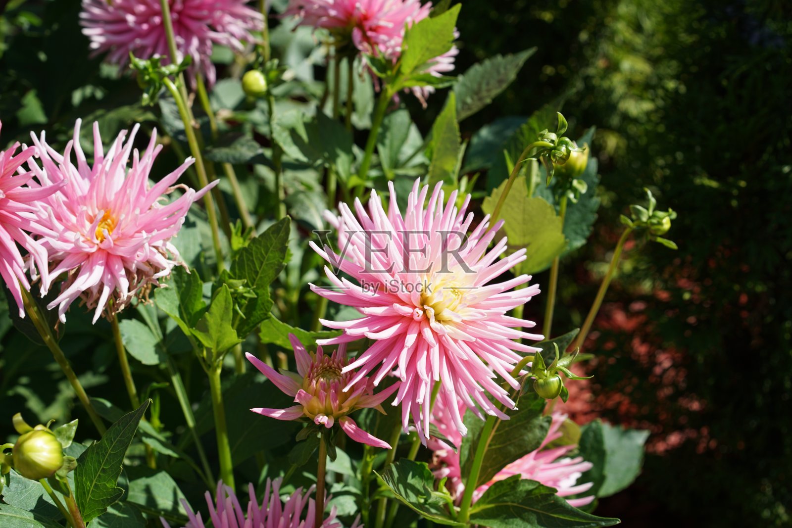 大丽照片摄影图片