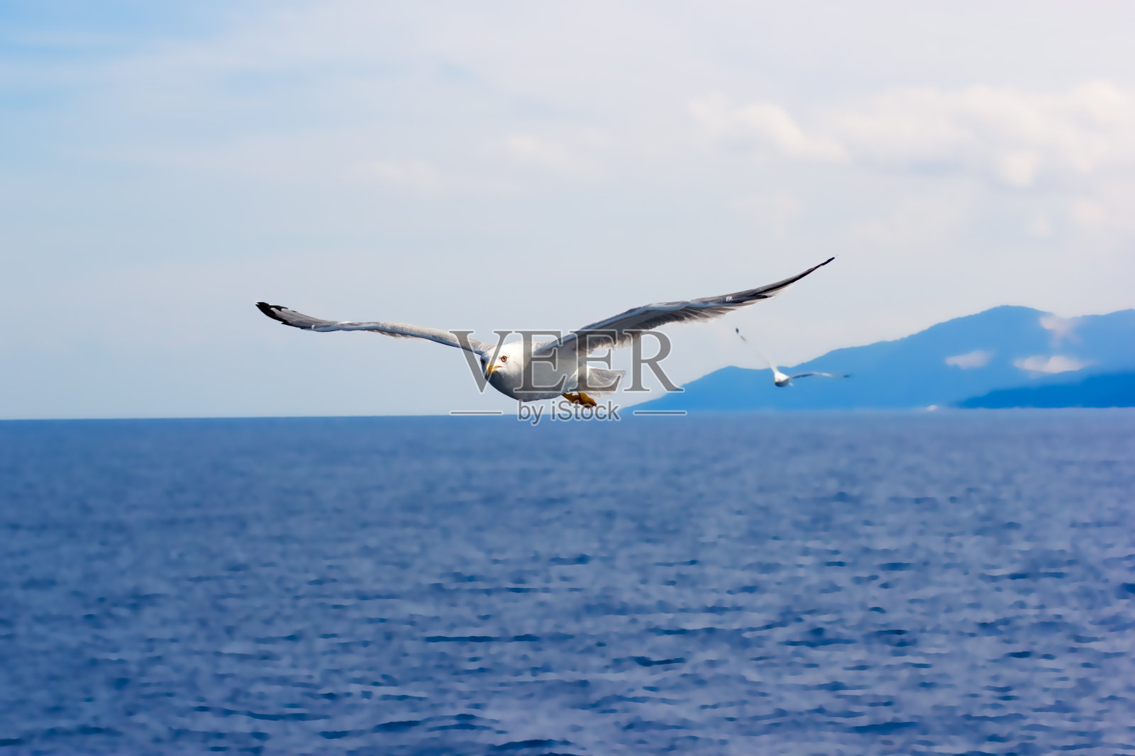 壮观的海鸥飞行照片摄影图片