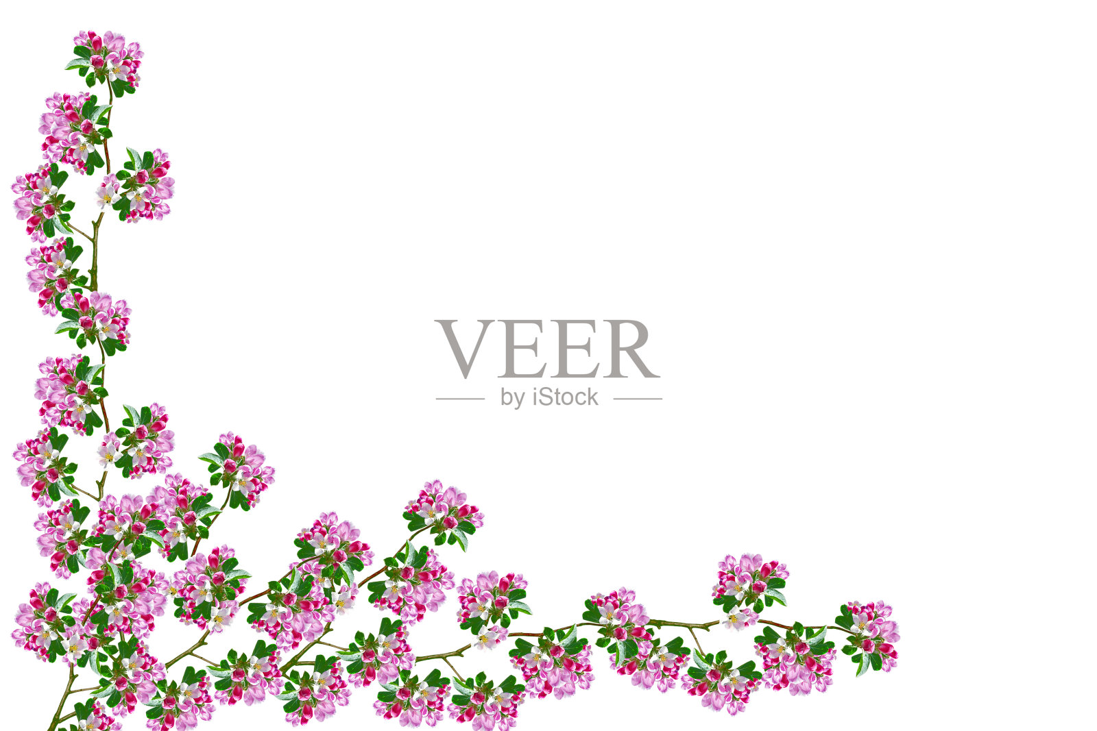 苹果花枝照片摄影图片