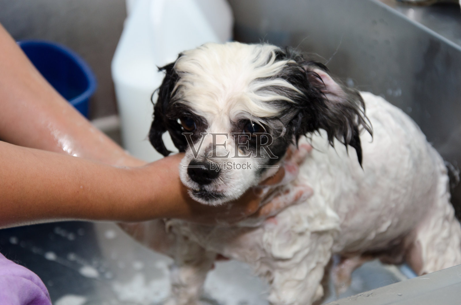 狗狗洗澡照片摄影图片