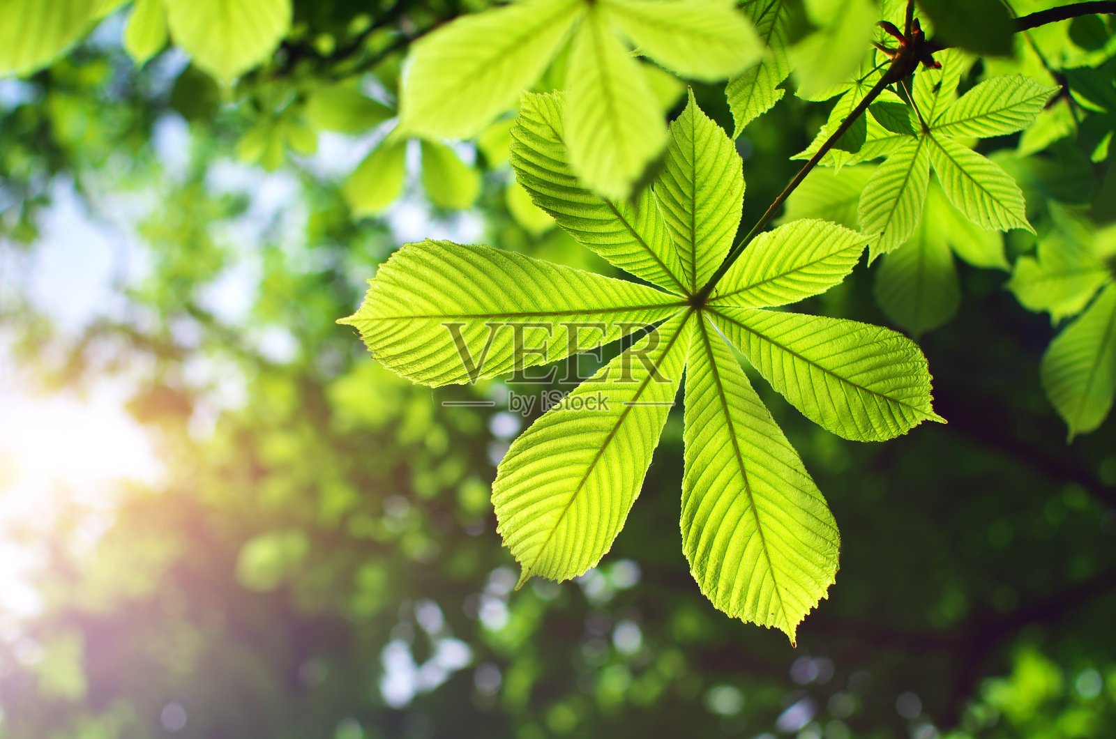 板栗春叶照片摄影图片